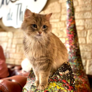 chat1 300x300