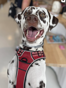 Capture decran 2025 10 31 a 13.38.39 225x300